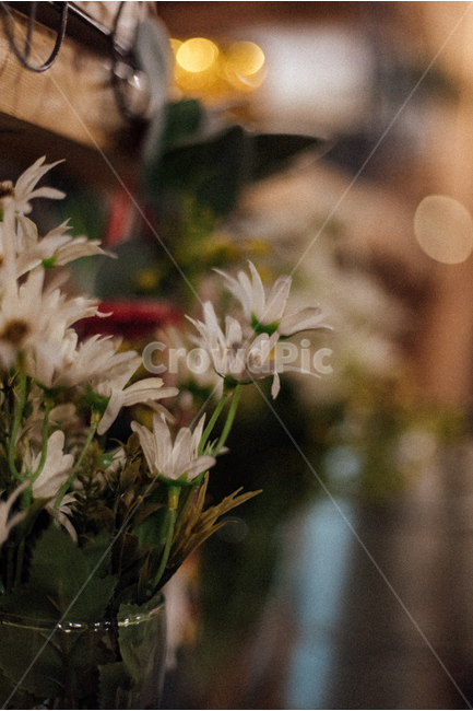 꽃,카페,필름사진,그리움,추억,식물,자연,plants,nature,꽃,flower