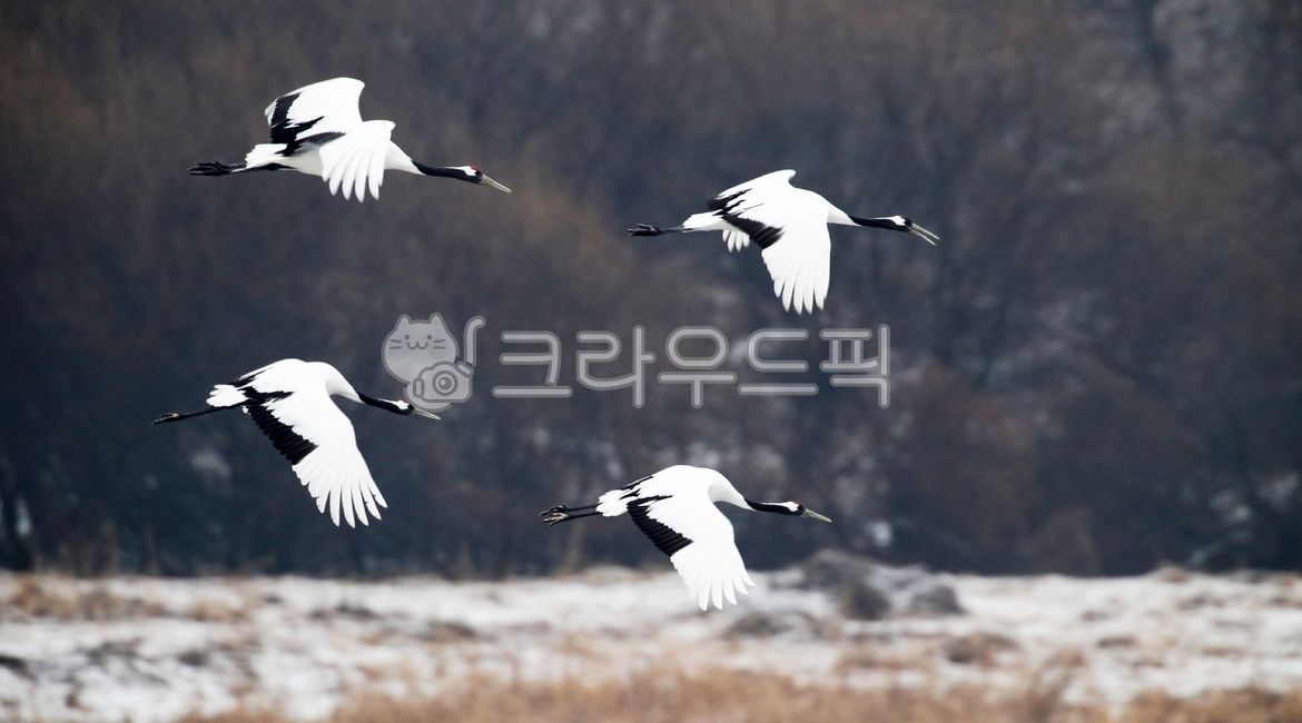 설경, 학, 철원학, 두루미, bird, 사진,이미지,일러스트,캘리그라피 - 영산공작가
