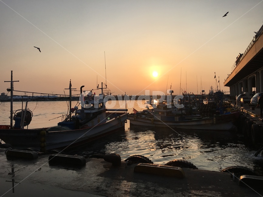 기러기,해질녘,평온,뱃사공,노을,배,산업,industry,industrial,어업,fishery,fishing industry