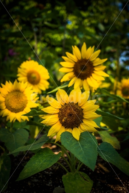 순천,순천만공원,꽃,해바라기,자연,아름다움,여름,계절,summer,season,식물,자연,plants,nature,꽃,flower,plant,blossom