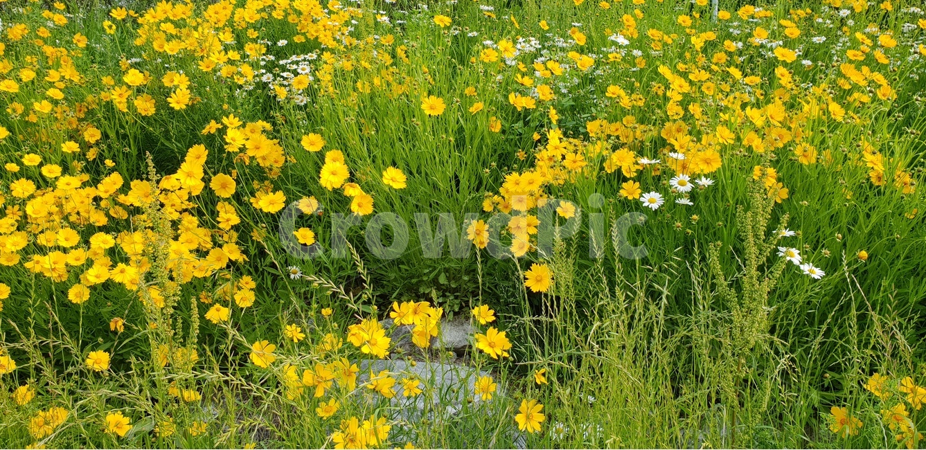 금계국,노랑,봄,풍경,맑음,봄,계절,spring,season,식물,자연,plants,nature,꽃,flower,field,들,grassland,목초지,outdoors,옥외,plant,jar,항아리,pottery,도기류,vase,병 장식,potted plant,화분,farm,농장,rural,농촌,meadow