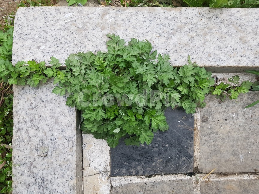 잡초,쑥,돌,마당,야생초,들풀,자연,식물,자연,plants,nature