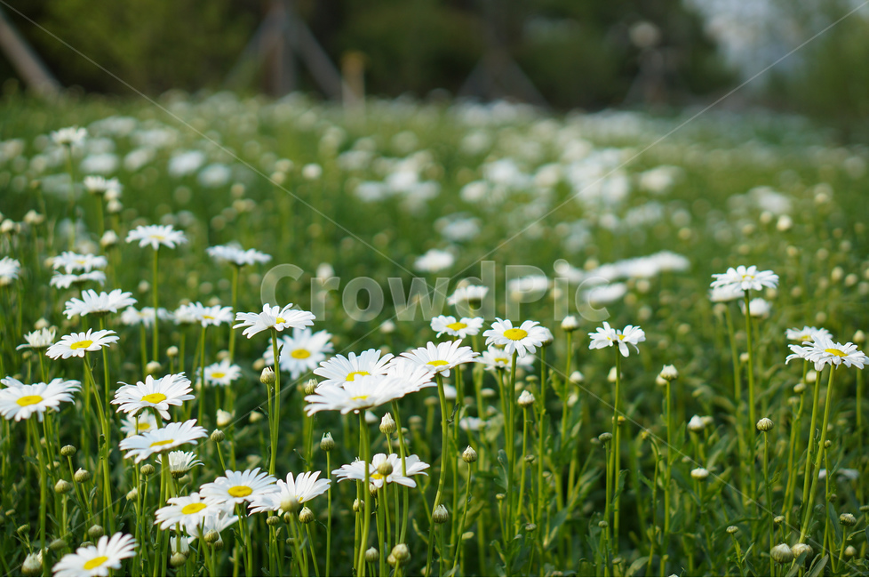 샤스타데이지,꽃,흰색,풍경,봄,식물,자연,plants,nature,꽃,flower