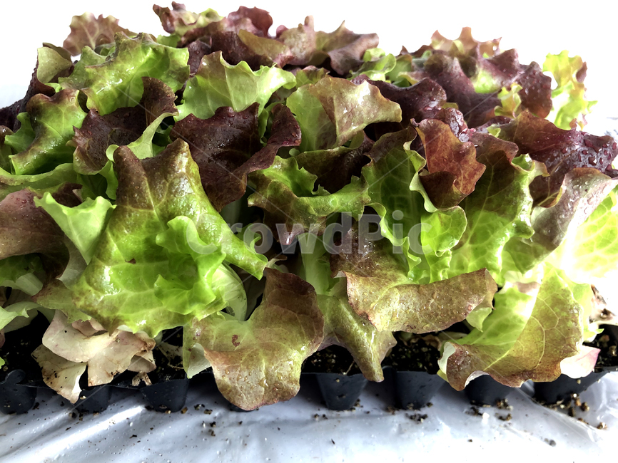plant,식물,vegetable,야채,food,음식,lettuce,상추,적상추,상추쌈,상추모종,초록,봄야채,초록상추,자연,신선함,싱싱함,채소,야채,vegetables