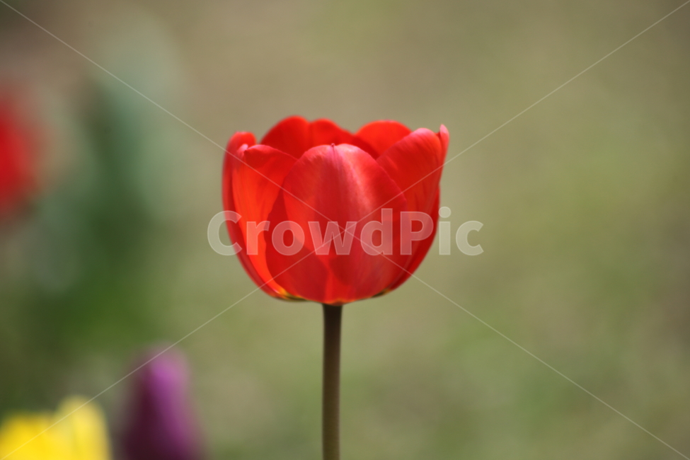튤립,구근초,백합과,꽃,tulip,식물,자연,plants,nature,꽃,flower