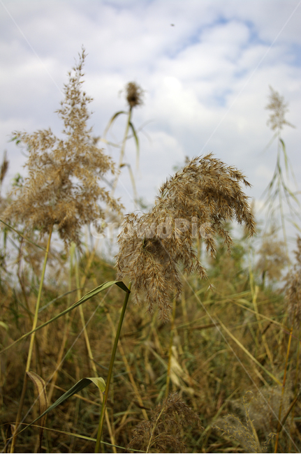 가을,억새,자연,nature,식물,plant,하늘,구름,식물,자연,plants,nature
