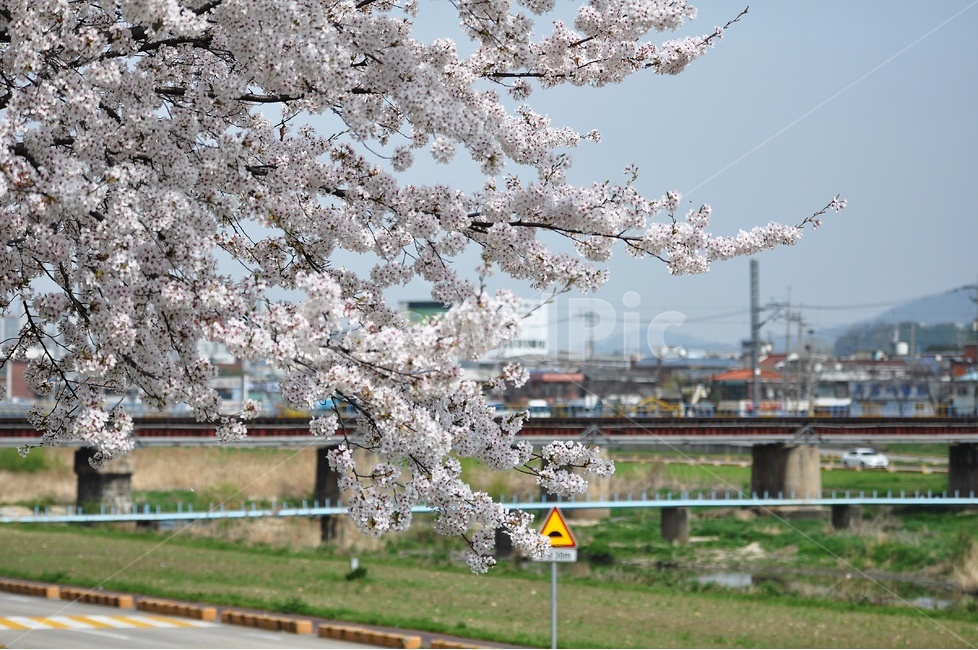벚꽃,풍경,철도,대전,꽃사진,봄,계절,spring,season,식물,자연,plants,nature,꽃,flower,plant,blossom