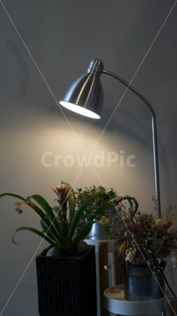 조명,인테리어,사물,스탠드,소품,식물,자연,plants,nature,실내용화초,화분,화초,house plant,인테리어,실내디자인,interior design,사물,물건,오브젝트,thing,object,matter