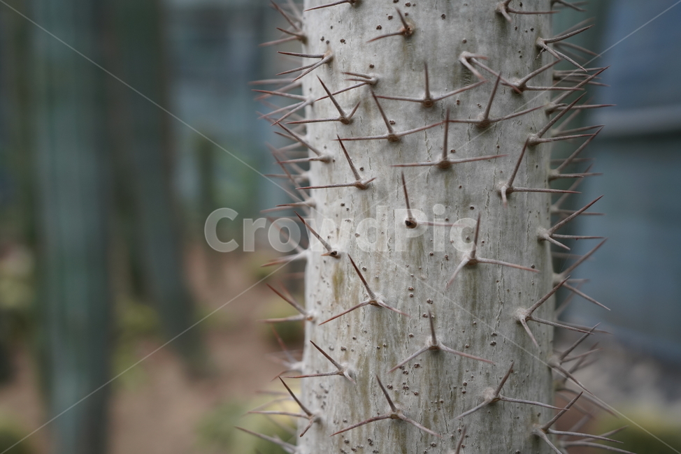 선인장,가시,뾰족,thorn,cactus,쌍떡잎식물,현화식물,속씨식물,cactaceae,타원형,꺾꽂이,다육,식물,자연,plants,nature,나무,trees,wood