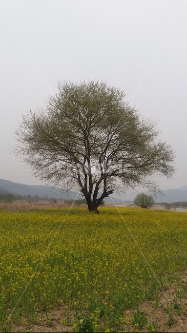 나무,꽃,자연,봄,노랑