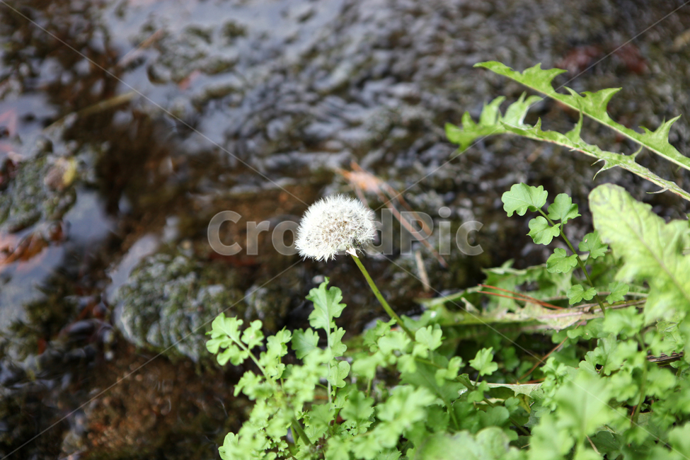 민들레,시냇물,식물,자연,꽃,blossom,plant,식물,자연,plants,nature