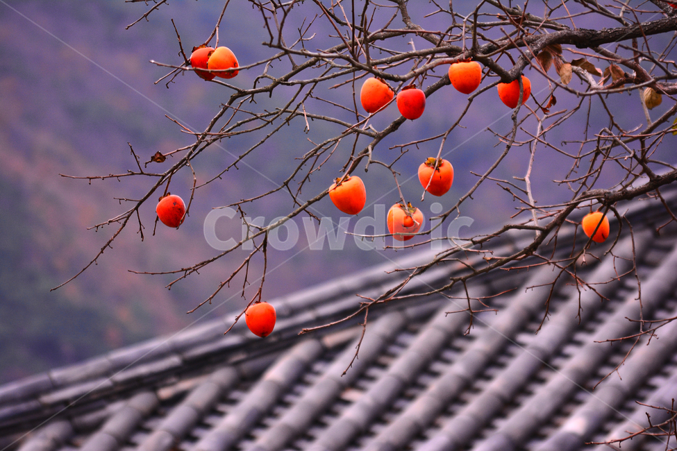 감나무,대봉감,과일,열매,fruit,늦가을,기와집,가을풍경,시골,한국적,코리안,잘익은,음식,홍시