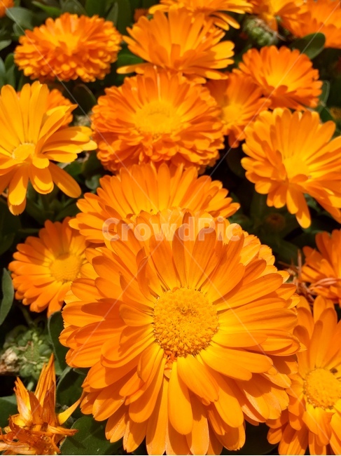 꽃,국화,금잔화,주황색,자연,nature,식물,자연,plants,nature,꽃,flower