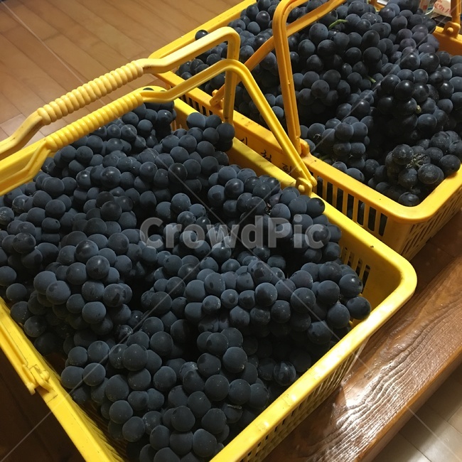 과일,포도,fruit,grape,food,음식,과일,열매,fruit