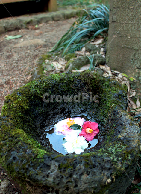 꽃,자연,정원,이끼,초록,돌,꽃잎,꽃,flower