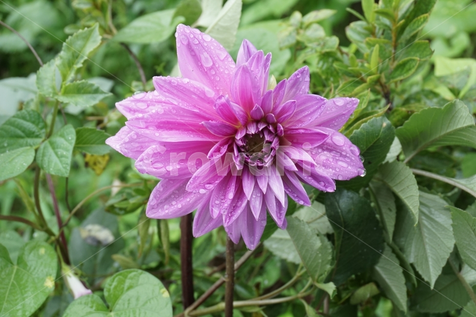 꽃,달리아,식물,시골,이슬,식물,자연,plants,nature,꽃,flower