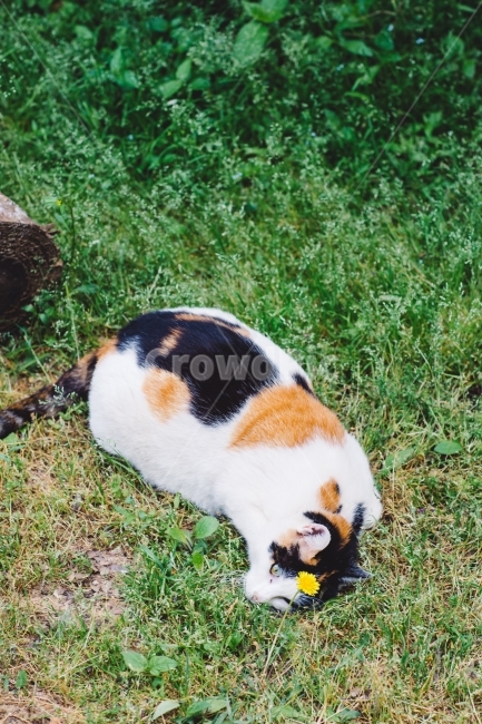 cat,고양이,꽃냥이,냥이,민들레,동물,animal,포유류,mammal,고양이,cat,kitten,kitty