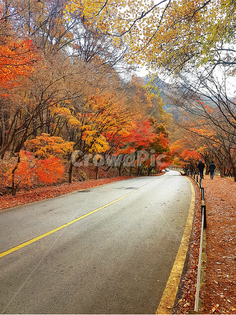 내장산,단풍,가을,낙엽,만추,가을,계절,fall,autumn,season