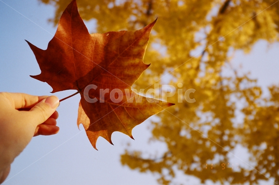 가을,낙엽,감성사진,필름사진,사믈,가을,계절,fall,autumn,season,식물,자연,plants,nature,사람,인물,인간,human,person,신체일부,몸,body,감성,sensible,feeling,leaf,잎,plant,tree,나무,maple,단풍