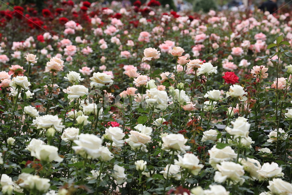 올림픽공원,장미정원,장미,꽃,여름,공원,정원,식물,자연,plants,nature,꽃,flower