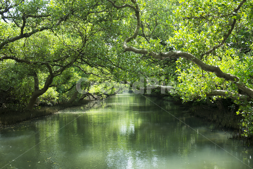 맹그로브숲,타이난,대만,풍경,타이완,나무,숲,강,여름,녹색,힐링,햇빛,화창한,호수,자연,아름다운,연무,명승지,야외,물,배경,터널,하늘,빛,자연,풍경,nature,landscape,water,outdoors,옥외,land,땅