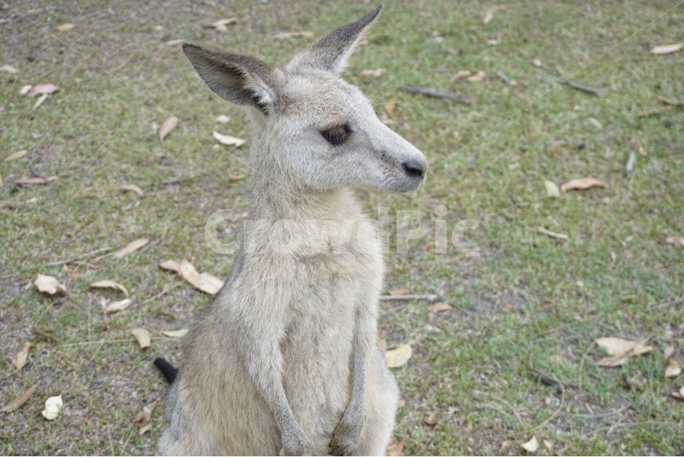 야생,호주,자연,캥거루,동물,wild,australia,nautre,animal,kangaroo,시드니,sydney,동물,animal,포유류,mammal