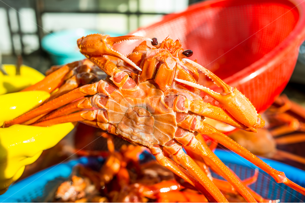 홍게,게,꽃게,랍스터,식품,해물,해산물,홍게찜,크랩,crab,braisedredcrab,redsnowcrab,음식,식재료,요리,food,cook,meal,dishes,food reserves,수산물,해산물,fishery products,seafood