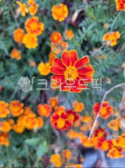 Flower,chrysanthemum,asteraceae,rhododendron,green,wild flower