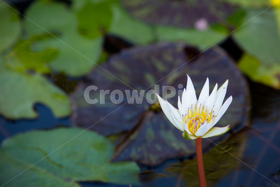 수련,plant,식물,blossom,flower,꽃,lily,식물,자연,plants,nature,꽃,flower