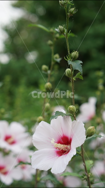 꽃,무궁화,대한민국,식물,자연,식물,자연,plants,nature,꽃,flower