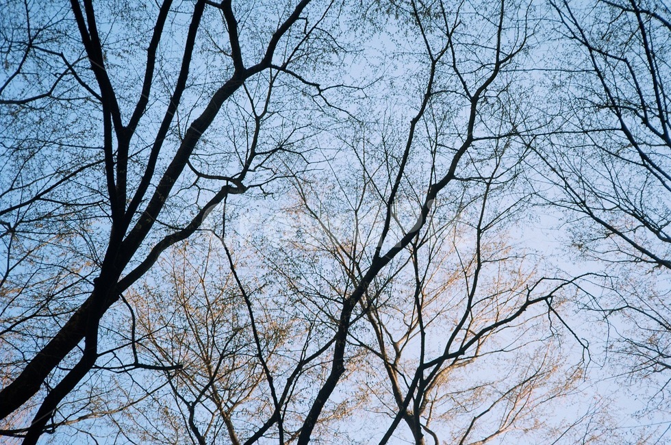 필름,자연,나무,하늘,그림자,날씨,풍경