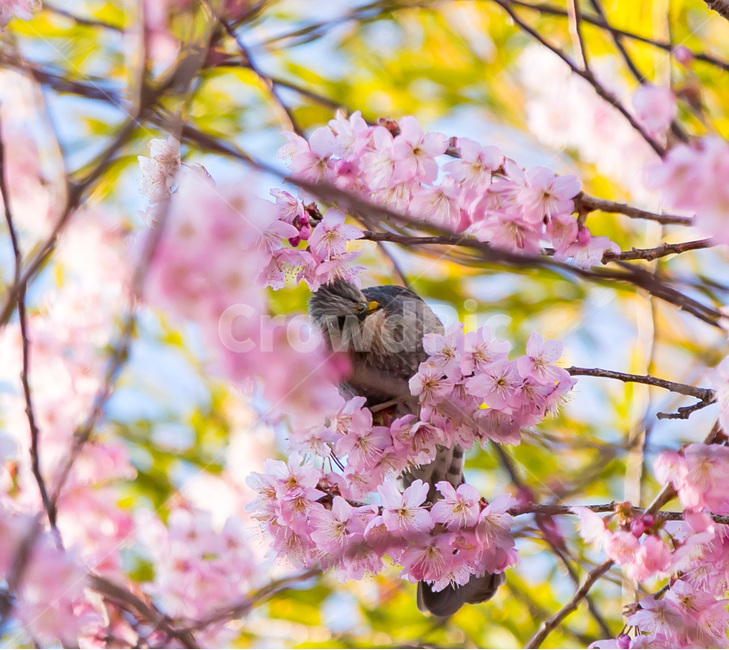 plant,식물,flower,blossom,꽃,벚꽃,cherryblossom,봄,spring,봄,계절,spring,season,동물,animal,조류,새,birds