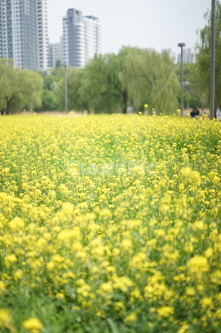 한강공원,유채꽃,식물,풍경,봄
