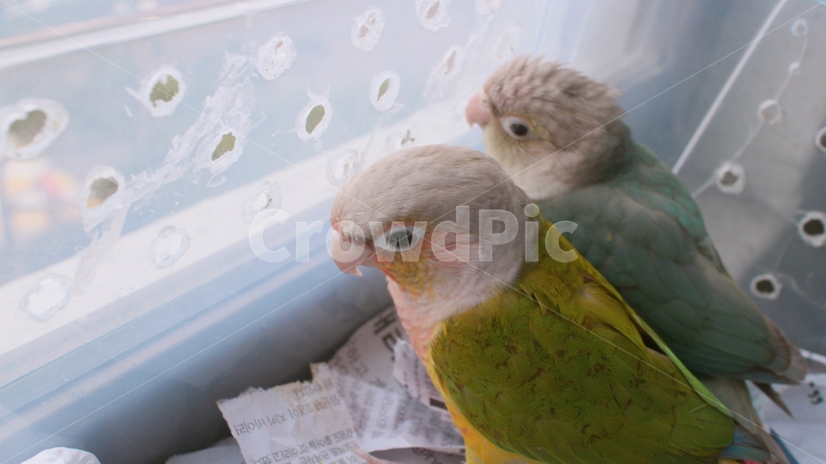 반려동물,애완동물,앵무새,새,동물,코뉴어,parrot,bird,animal