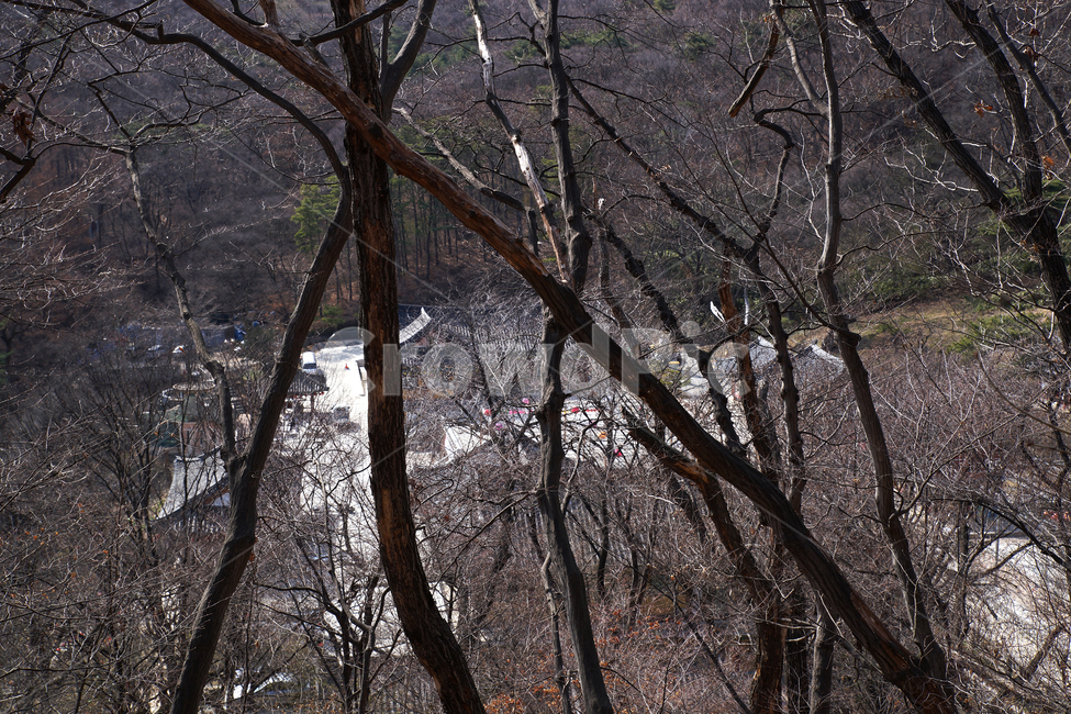 청계산,청계사,전원,야산,나무,나뭇가지,자연