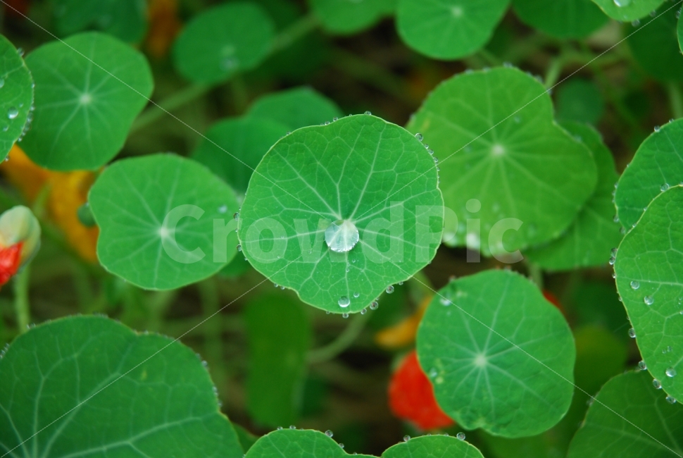 노지,꽃,식물,물방울,빗방울,비,감성,식물,자연,plants,nature