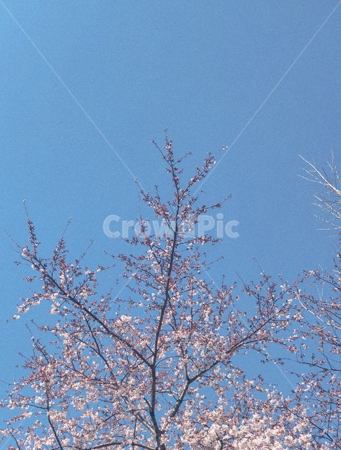 봄,나무,꽃,계절,spring,flower,tree,season,봄,계절,spring,season,식물,자연,plants,nature,꽃,flower,나무,trees,wood,색깔,색상,색채,색감,color sense,color sensitivity,feeling of color,plant,blossom