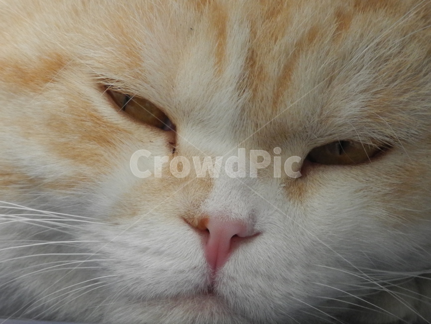 고양이,cat,pet,animal,동물,포유류,mammal,동물,animal,포유류,mammal,고양이,cat,kitten,kitty