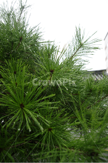 물방울,빗방울,잎,식물,plant,자연,nature,식물,자연,plants,nature,비,비오는날,rain,rainy