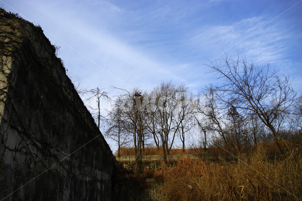 겨울,나무,공원,식물,plant,하늘,구름,자연,풍경,nature,landscape