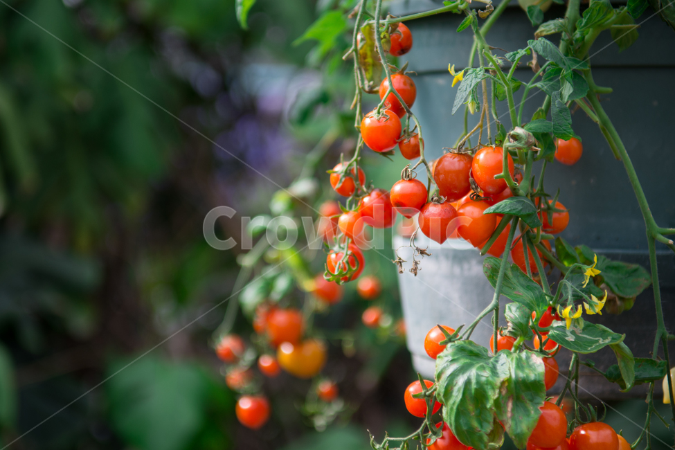 green,Cherry tomato,warmth,fruit,yellow,greenhouse,tomato,leaf,Botanical garden,summer,flower,Emotional photo,Red,spring,warm,leaves,leaf fly,plant,Freshness,Emotion