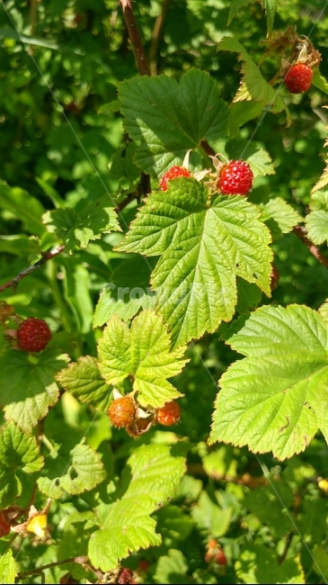 봄,딸기,초록,산딸기,자연,식물,자연,plants,nature,과일,열매,fruit
