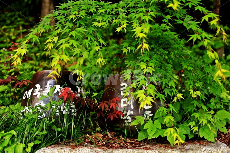 나무,숲,자연,항아리,단풍,식물,자연,plants,nature