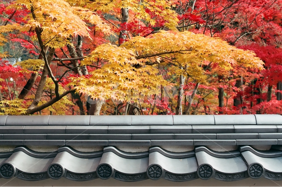 가을,단풍,노란색,붉은색,기와,가을,계절,fall,autumn,season,해외,외국,세계,foreign,oversea,world,식물,자연,plants,nature,나무,trees,wood,건축물,건물외관,exterior,building,structure,architecture,construction,tree,plant,leaf,잎,maple