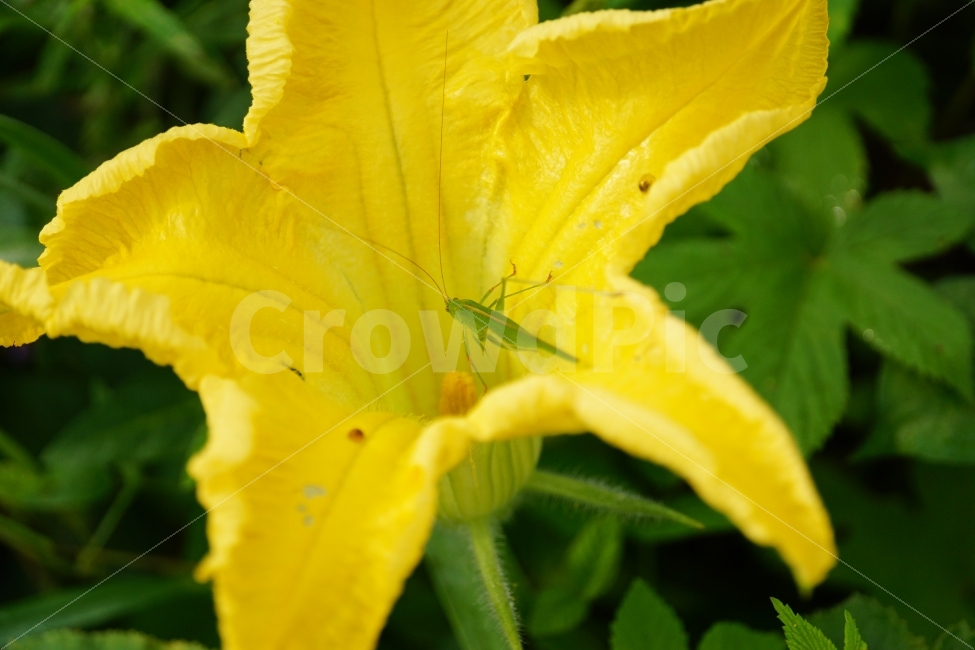 호박꽃,수꽃,노랑꽃,노란꽃,플라워,자연,Pumpkin,Squash,flower,nature,yellow,식물,plant,plants,곤충,벌레,메뚜기,방아깨비,여치,insect,animal,동물,감성,감성사진,힐링,힐링사진,스냅,스냅사진,스넵,스넵사진,snap,snapshot,노랑색,노란색,그린,녹색,연두색,green,접사,macro,화단,꽃밭,밭,9월,September,가을,가을꽃,계절,autumn,fall,season,풍경,landscape,한국의자연,한국자연,korea,식물,자연,plants,nature,꽃,flower,동물,animal,곤충,벌레,insect,bug