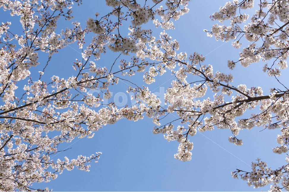 봄,벚꽃,나들이,봄꽃,꽃,감성,자연,풍경,cherryblossom,개화,flower,blossom,plant,식물