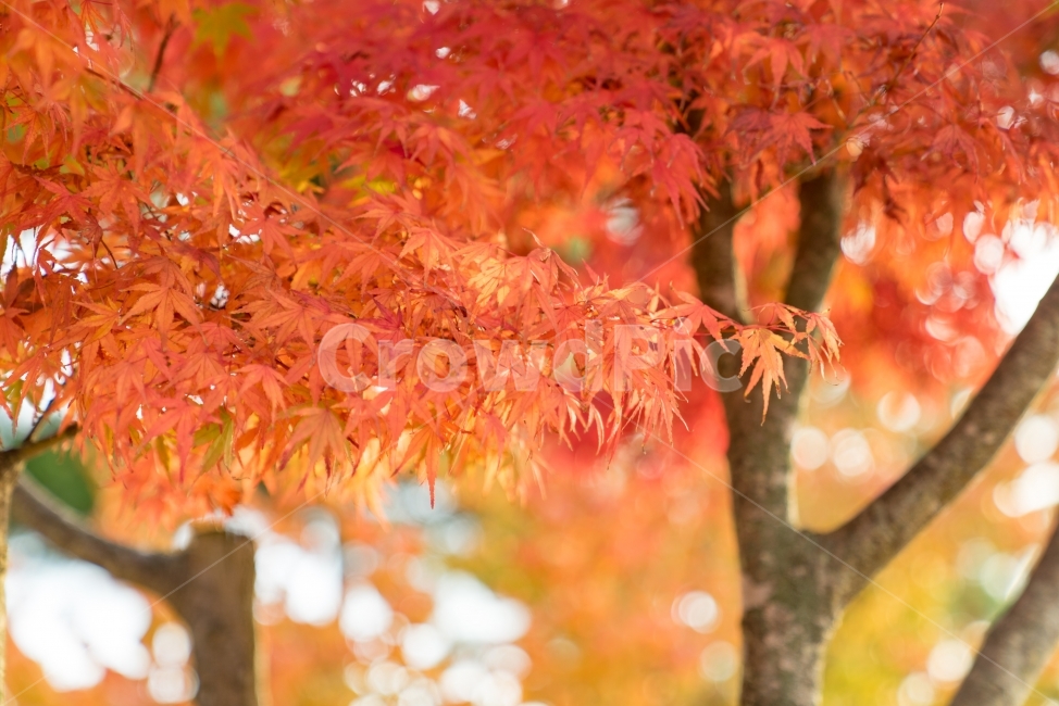 단풍,가을,보케,꽃,붉은빛,가을,계절,fall,autumn,season,식물,자연,plants,nature,나무,trees,wood,plant,leaf,잎,tree,maple