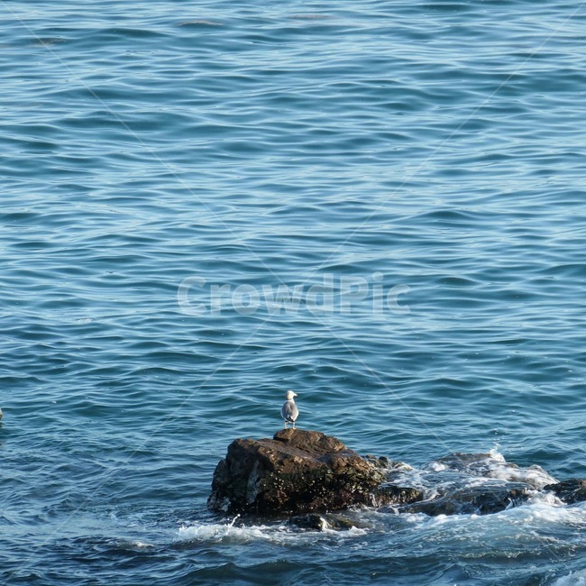 자연,물,대양,새,갈매기,동물,animal,조류,새,birds