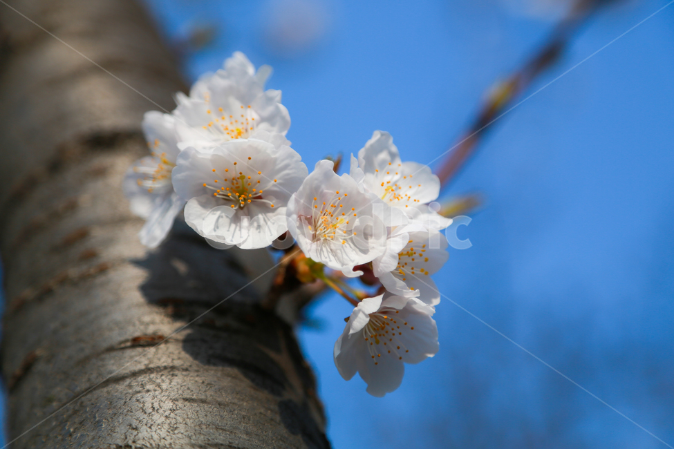 벚꽃,봄,핑크,하늘,꽃,식물,자연,꽃놀이,계절,blossom,flower,flowers,cherryblossom,plant,nature,wood,season,pink,봄,계절,spring,season