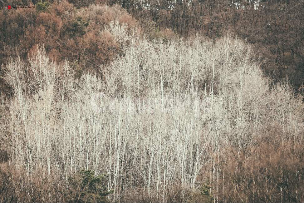 plant,식물,spring,봄,나뭇가지,은사시나무,tree,hybridsuwonpoplar